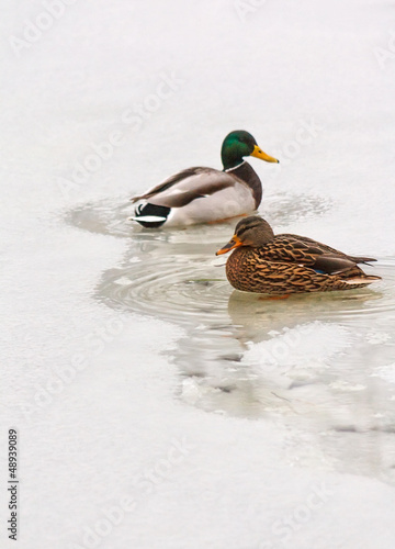 Two ducks in unfrozen patch of water