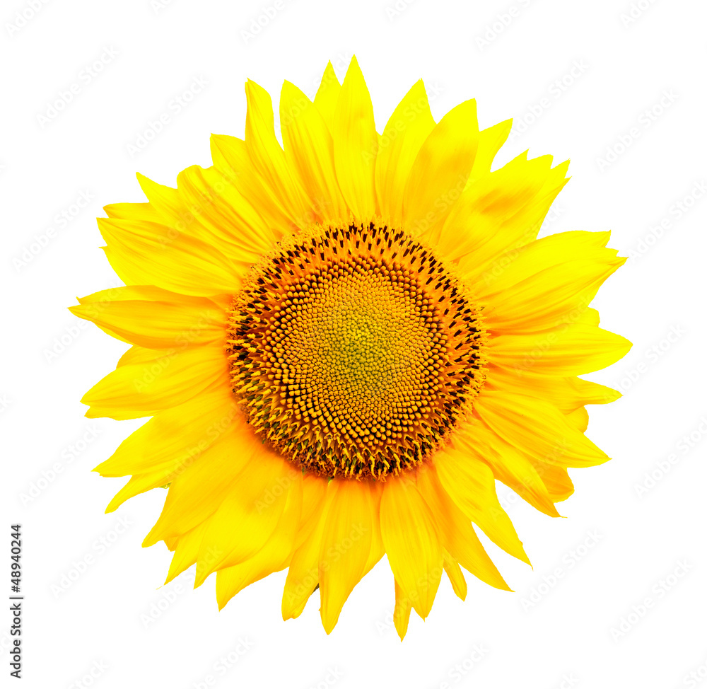 Naklejka premium sunflower, isolated, close-up.