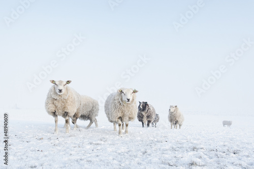 Flock of sheep standing in the snow