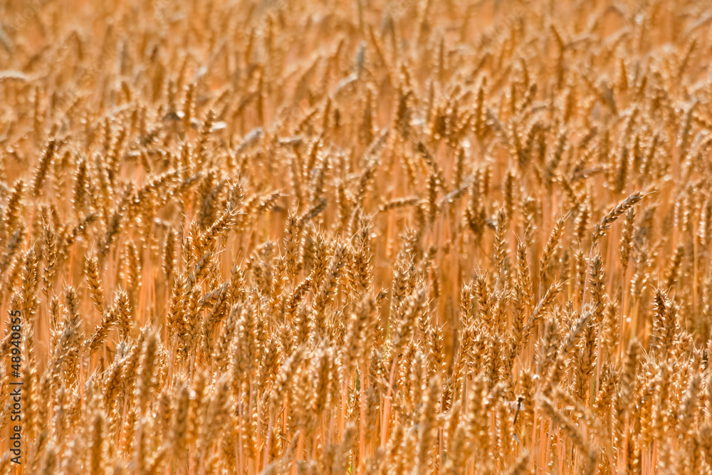 Fototapeta premium Cereal Field