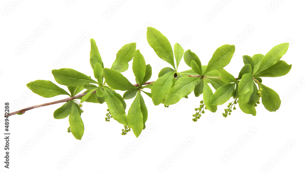Branch Branch