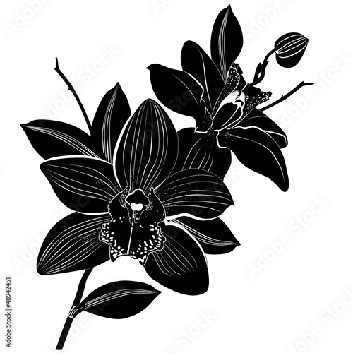 Fototapeta Naklejka Na Ścianę i Meble -  Orchids flowers it is isolated