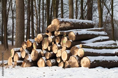 Abholzung Holzstämme im Wald