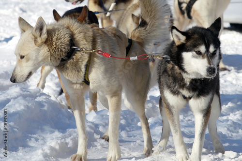 Sled dogs