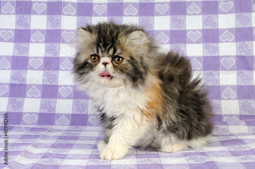 Obraz na plátně Cucciolo calico tabby