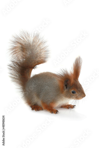 squirrel, © fotomaster