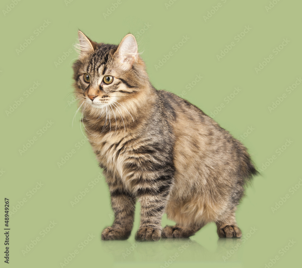 Obraz premium Kurilian Bobtail kitten