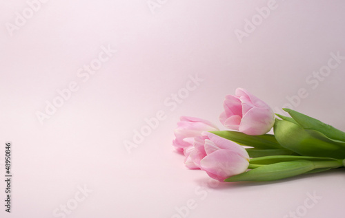 Fototapeta Naklejka Na Ścianę i Meble -  pink rose