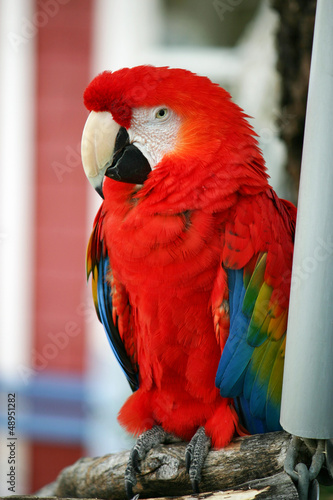 Parrot