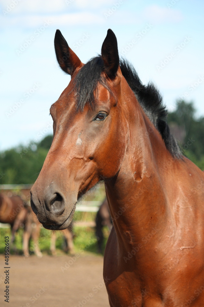 Beautiful bay horse portrait