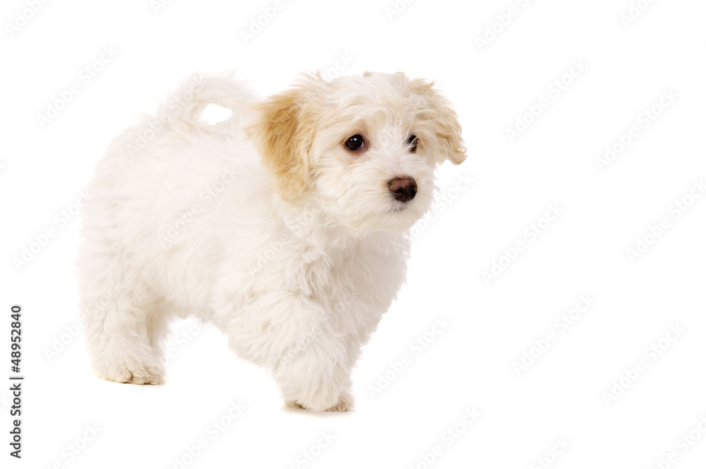 Puppy walking isolated on a white background Puppy walking isolated on a white background