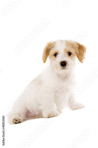 Fototapeta Naklejka Na Ścianę i Meble -  Puppy sat isolated on a white background