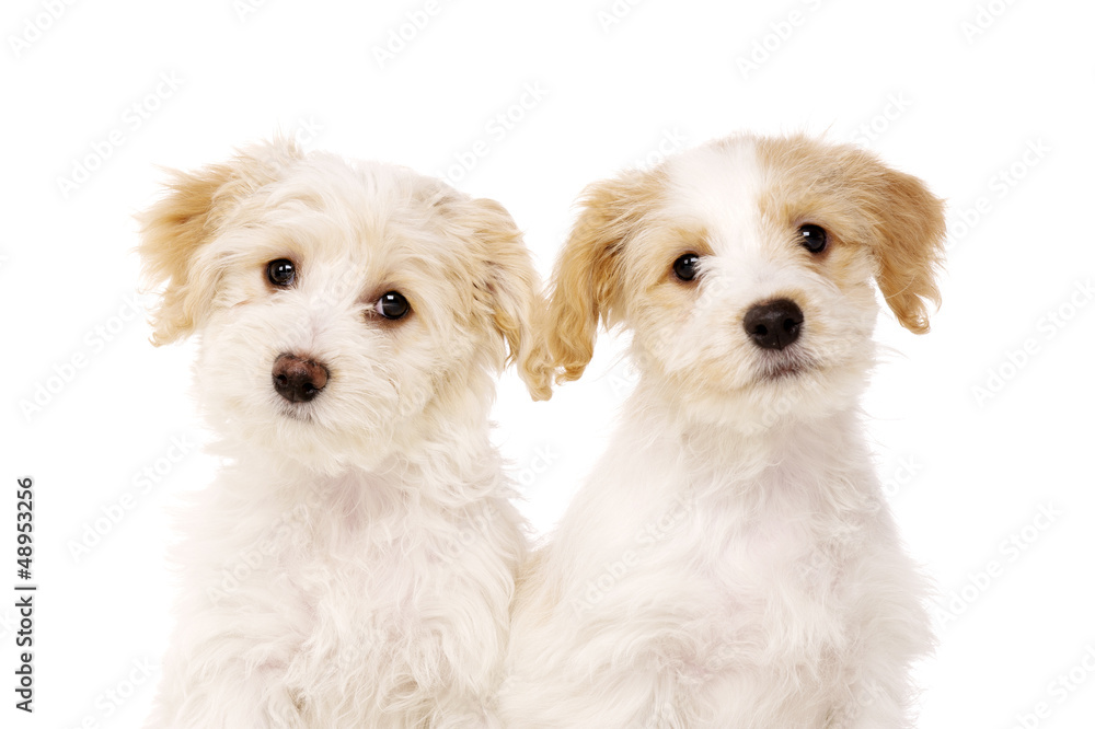 Two puppies sat isolated on a white background Two puppies sat isolated on a white background