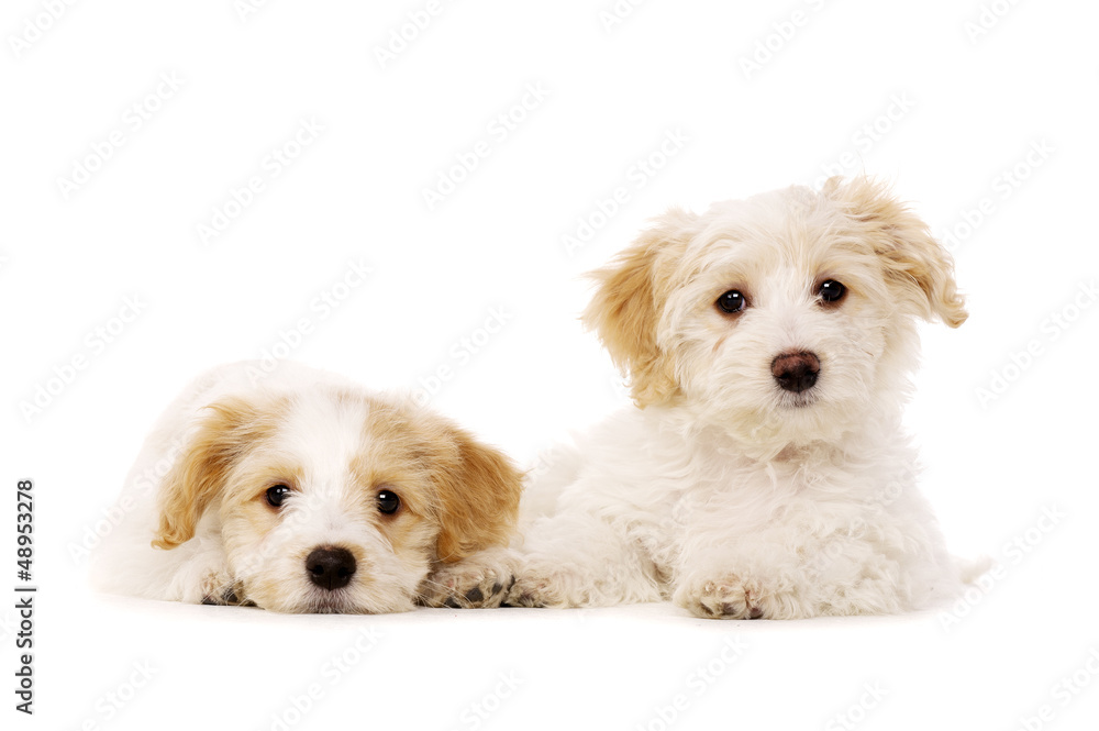 Two puppies laid isolated on a white background Two puppies laid isolated on a white background