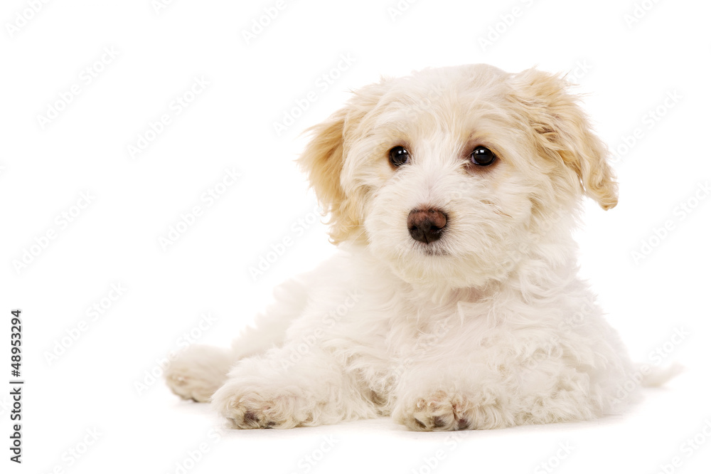 Puppy laid isolated on a white background