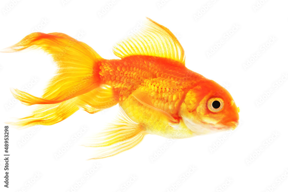 Fototapeta premium Gold fish isolated on white background