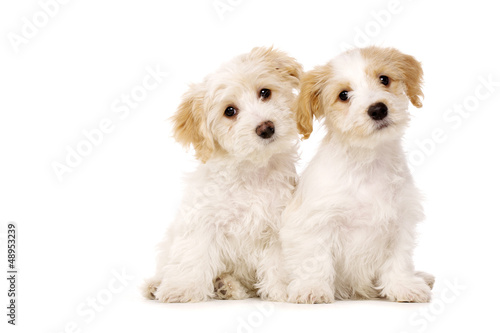 Fototapeta Two puppies sat isolated on a white background