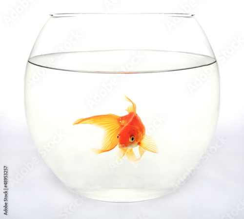 Gold fish in round aquarium against white background