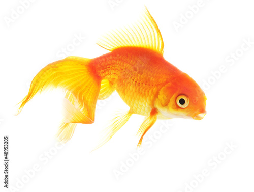 Gold fish isolated on white background © EMrpize