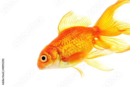 Gold fish isolated on white background © EMrpize