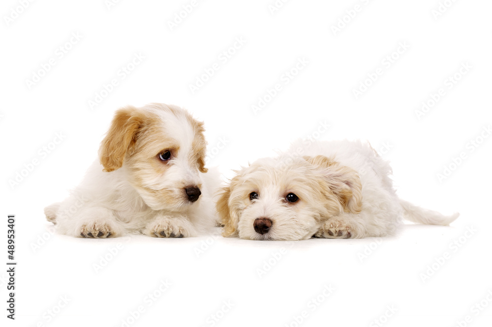 Two puppies laid isolated on a white background Two puppies laid isolated on a white background