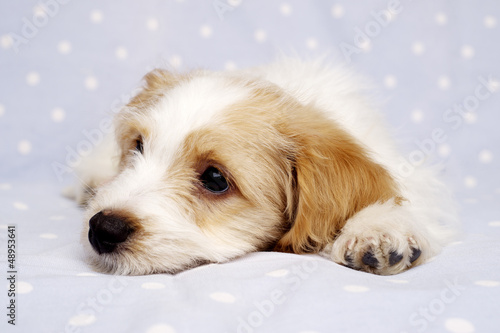 Puppy laid on a blue background