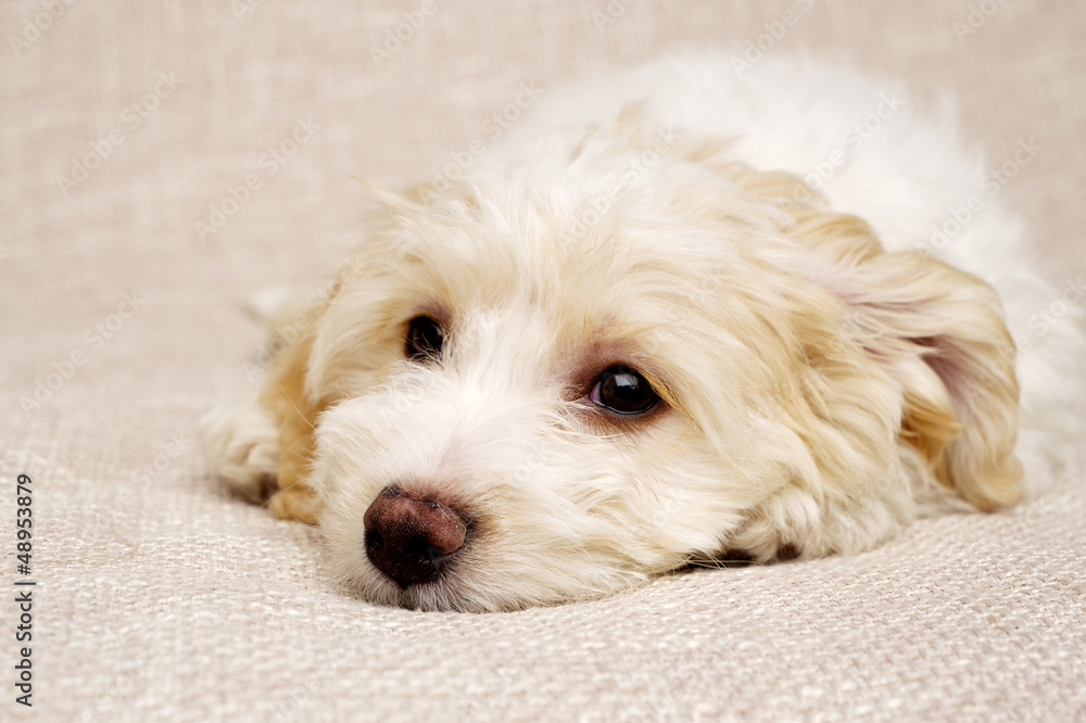 Puppy laid on a textued beige background Puppy laid on a textued beige background