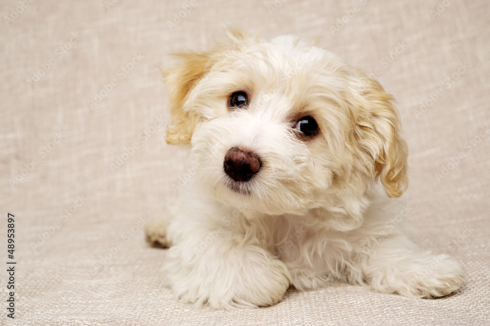 Puppy laid on a textured beige background Puppy laid on a textured beige background