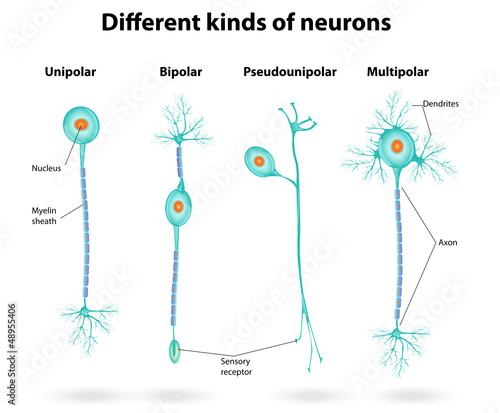 Different kinds of neurons