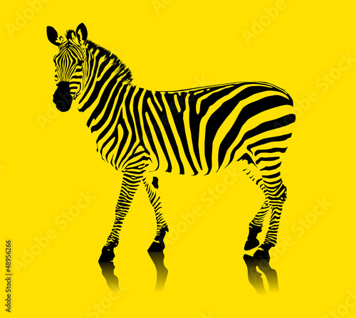 yellow zebra