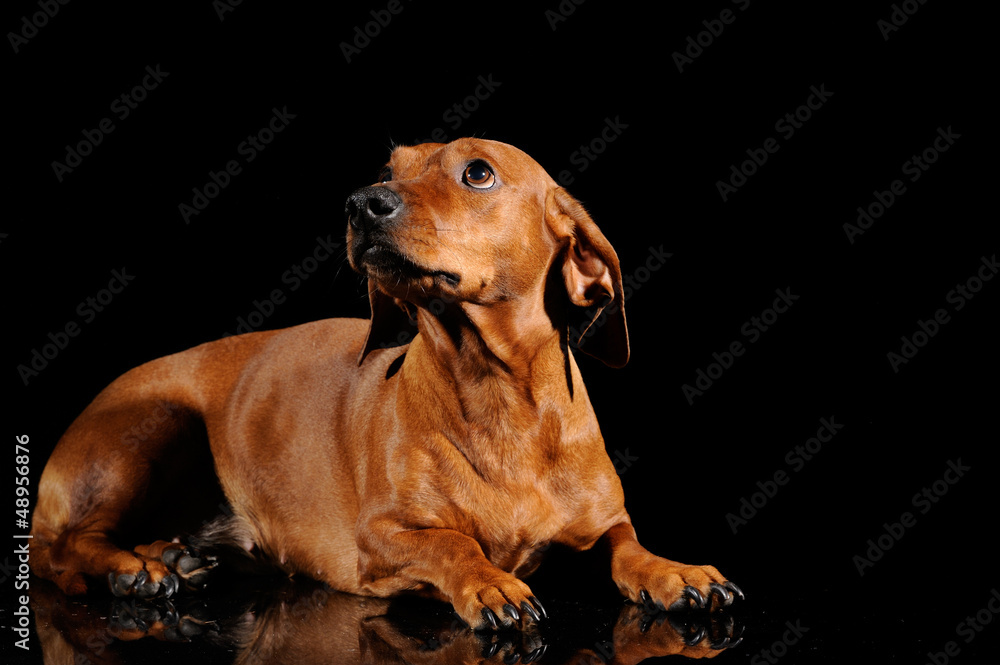 brown dachshund dog isolated over black background