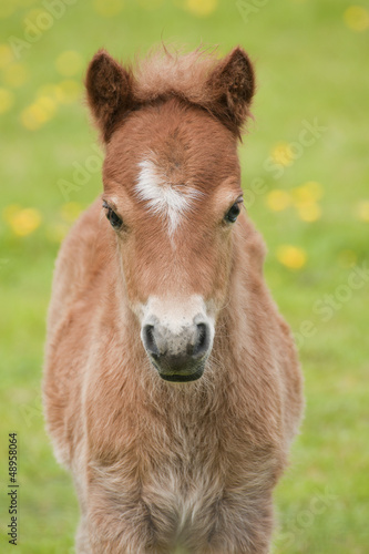 Foal close up