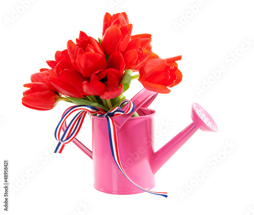 pink watering can with red Dutch tulips