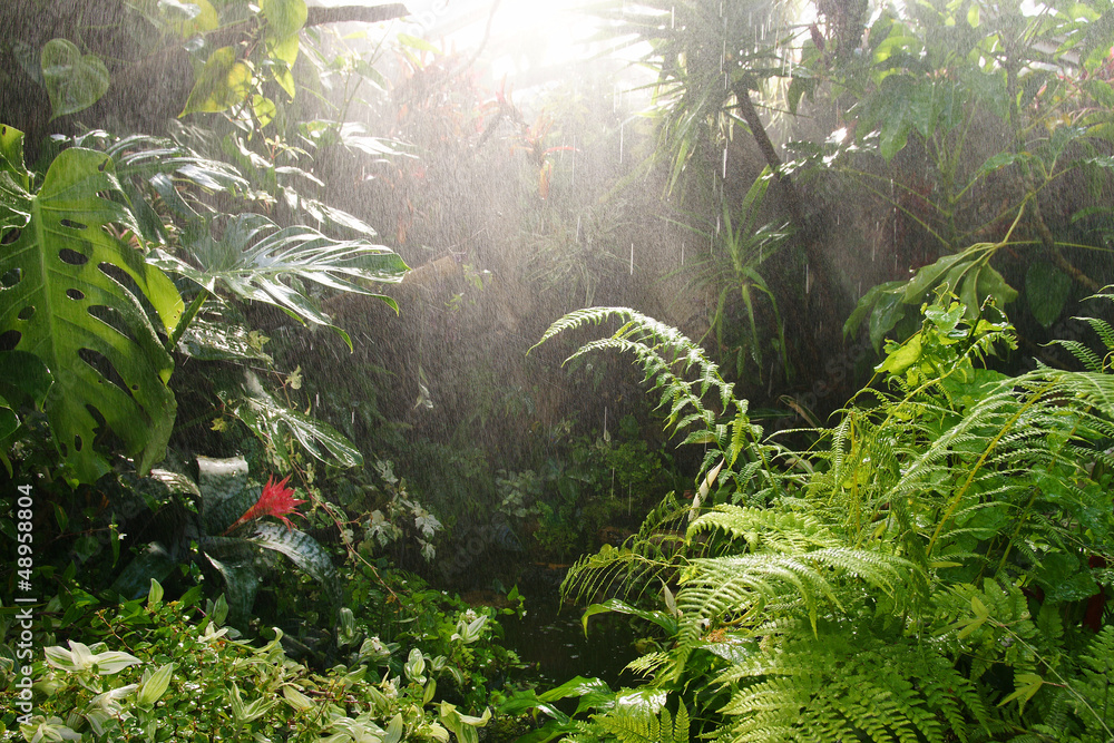 Tropical rainforest - obrazy, fototapety, plakaty 
