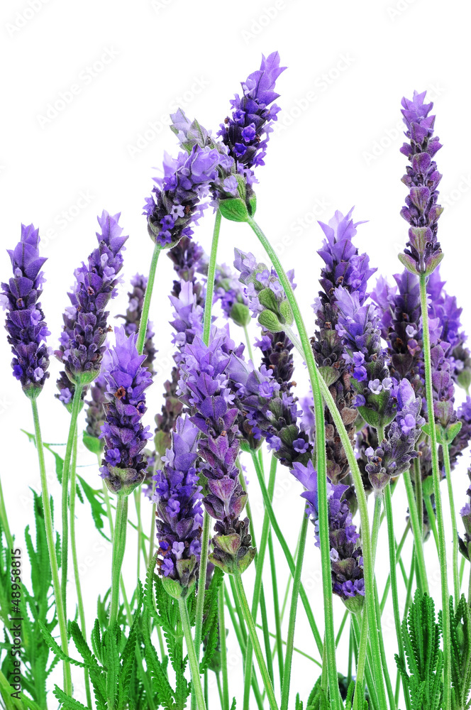 Fototapeta premium lavender