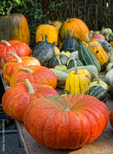 Pumpkins variety