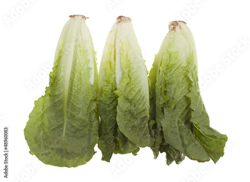 фотографія Romaine Hearts