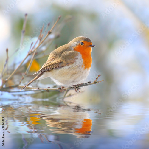 The European Robin (Erithacus rubecula). photo