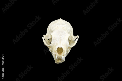 Marten skull