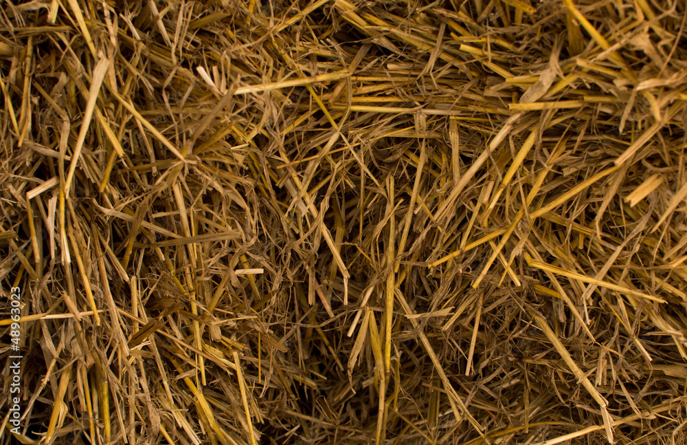 dry yellow hay