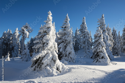 snow covered forest in winter © Vera Kuttelvaserova