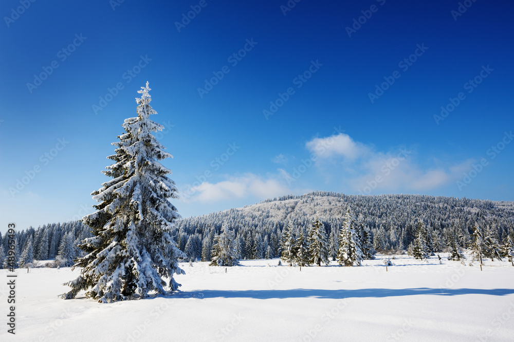 Obraz premium winter landscape with big snow covered tree