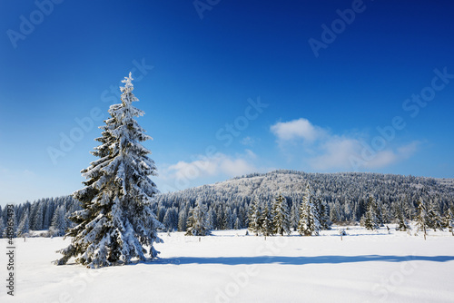 winter landscape with big snow covered tree