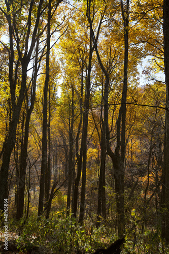 Scenic view of fall foliage in North Carolina