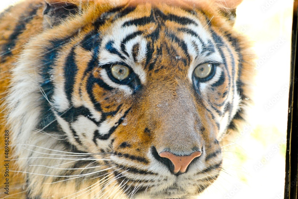 Fototapeta premium Wild Tiger