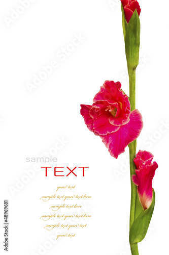 Fotografia Beautiful Red Gladiolus on white background