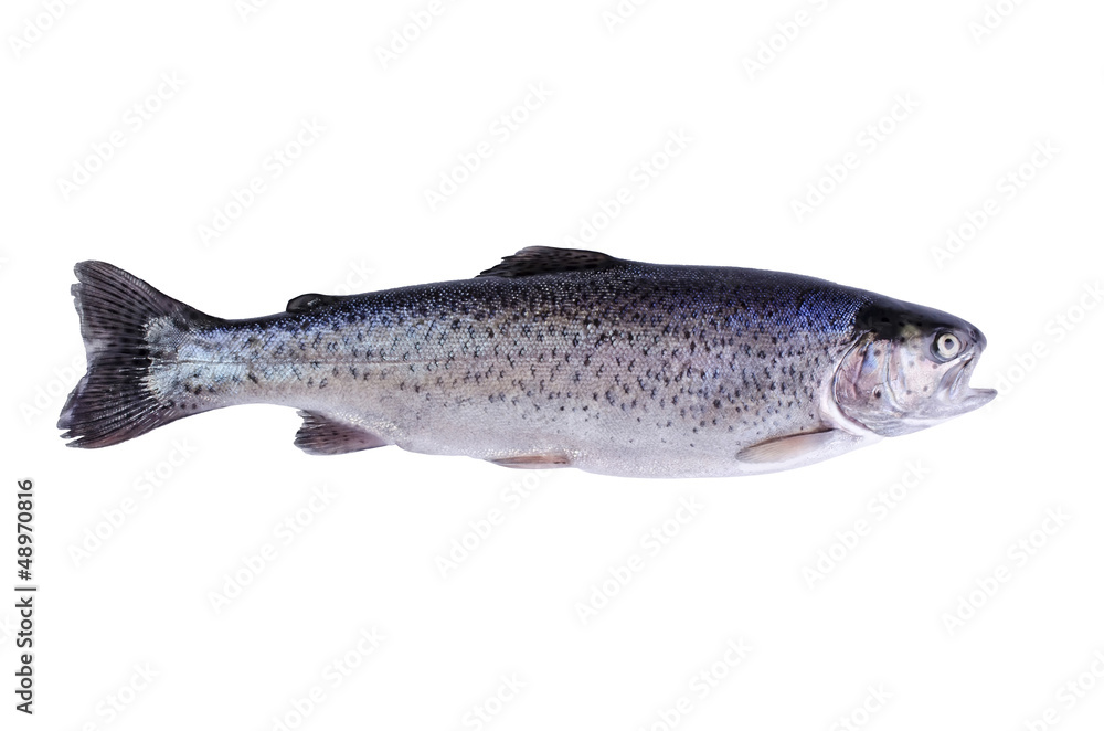 Fish trout, isolated over white Fish trout, isolated over white