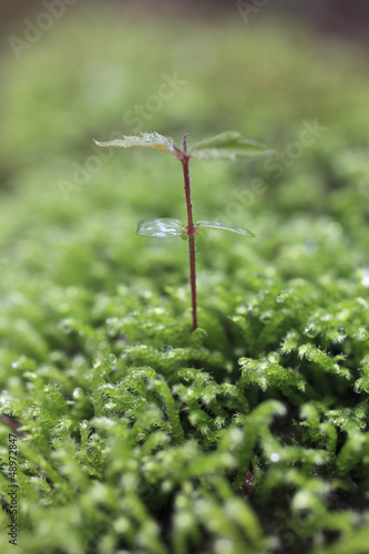 Sprout in the forest.