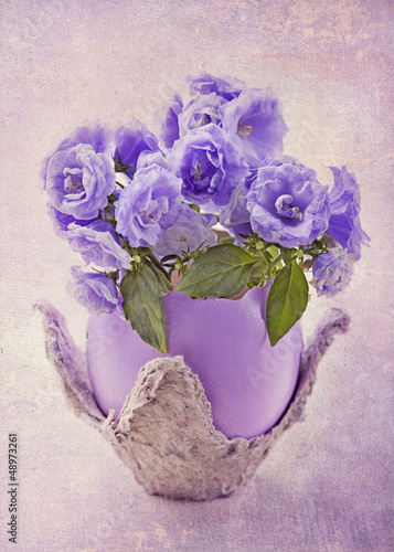 Fototapeta Naklejka Na Ścianę i Meble -  Campanula flowers