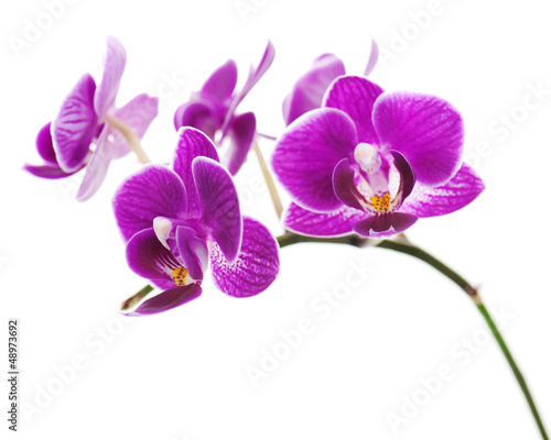 violet orchid isolated on white background